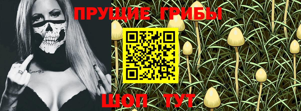 Псилоцибиновые грибы Psilocybe Элиста