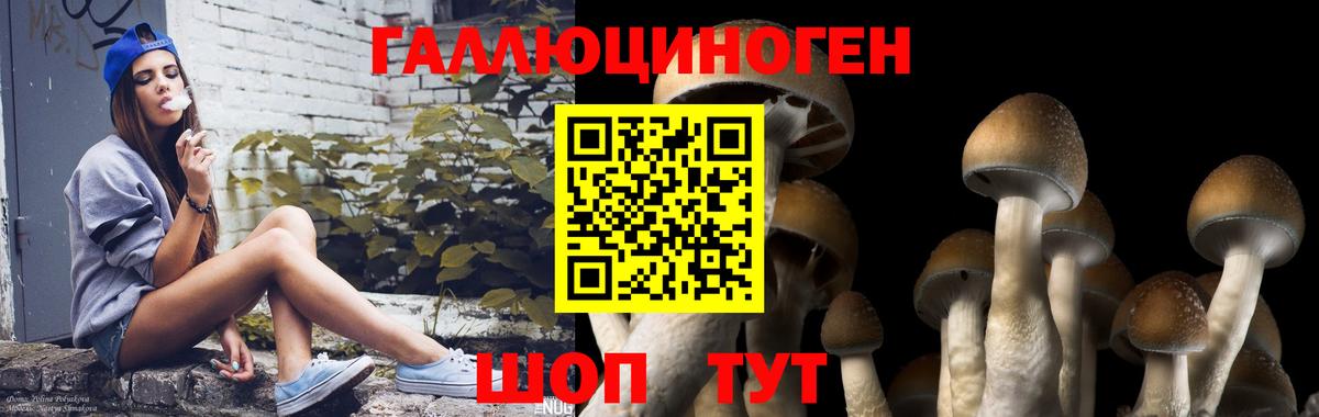 Псилоцибиновые грибы Psilocybine cubensis  Вход с VPN  Псилоцибиновые грибы MAGIC MUSHROOMS  Элиста 
